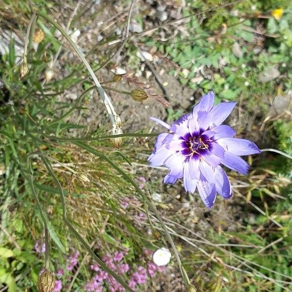 Catananche caerulea 花