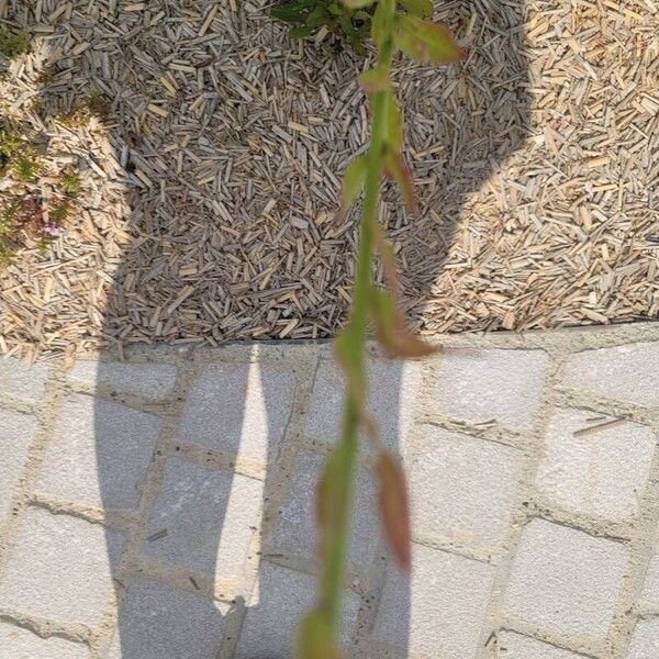 Oenothera gaura Blad