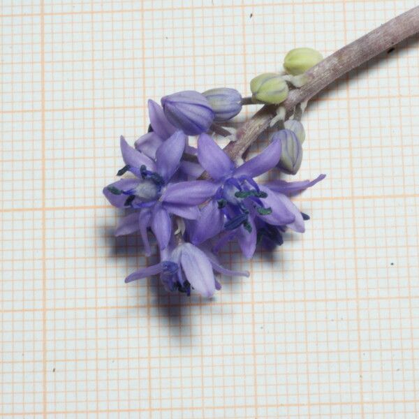 Hyacinthoides lingulata Kvet