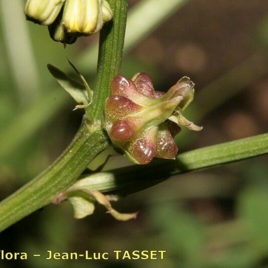 Crepis zacintha Flor