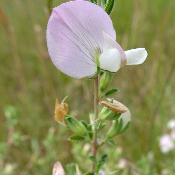 Ononis spinosa Flor