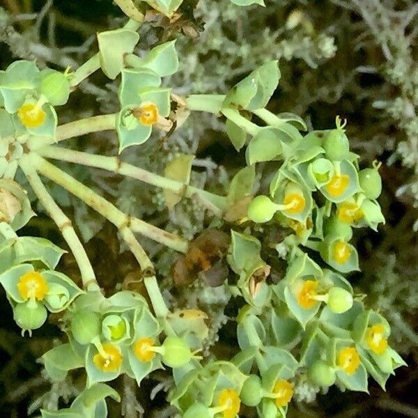 Euphorbia paralias Цвят
