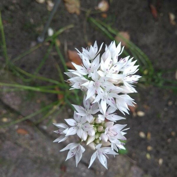 Allium amplectens Flor