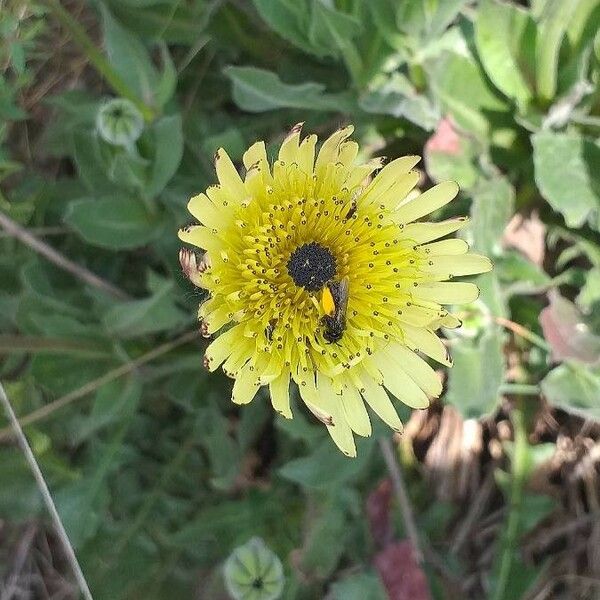 Tolpis barbata Lorea