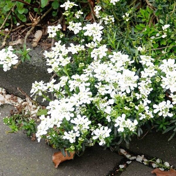 Iberis sempervirens Habit