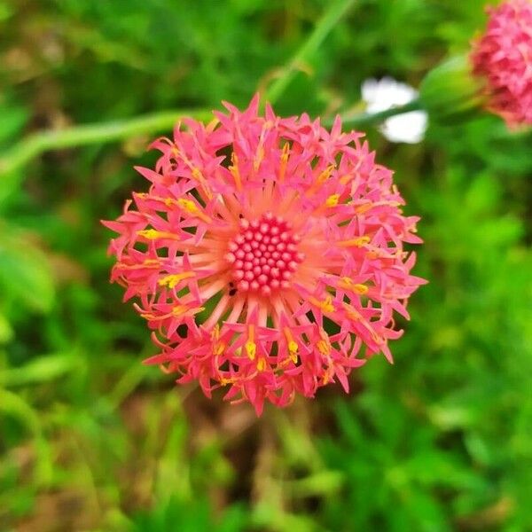 Kleinia abyssinica Flower