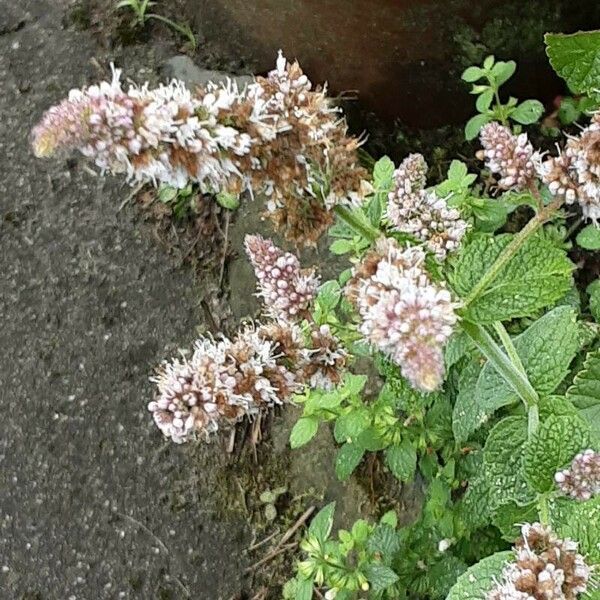 Mentha × rotundifolia 花