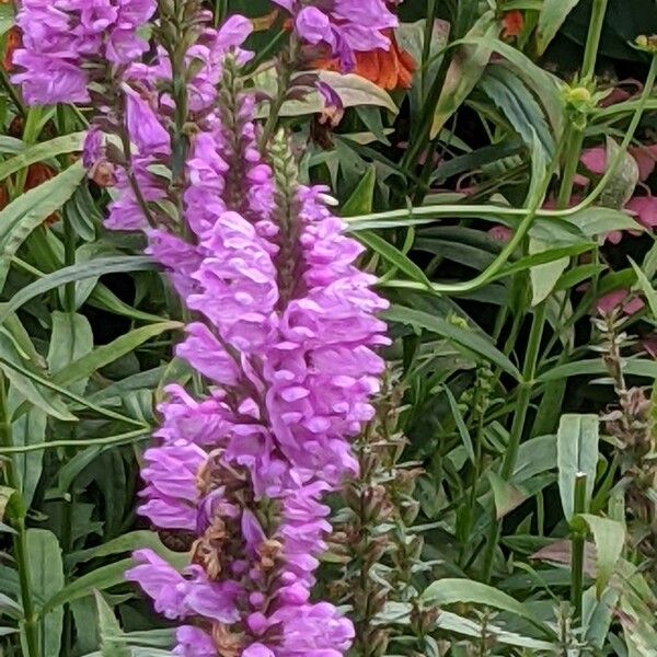 Physostegia virginiana Flower