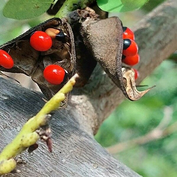 Abrus precatorius Frugt