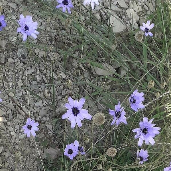 Catananche caerulea Цвят