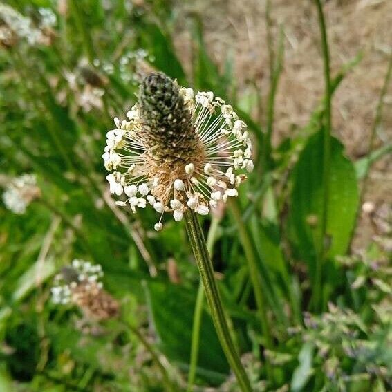 Plantago argentea Flower