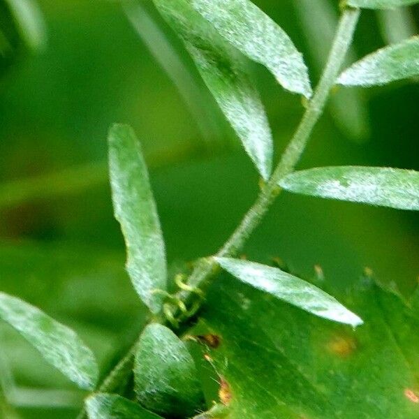 Vicia hirsuta 葉