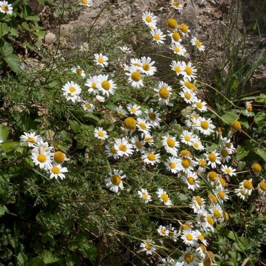 Leucanthemum monspeliense Anders