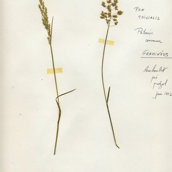 Poa trivialis 花