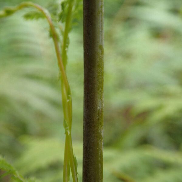 Histiopteris incisa Leaf