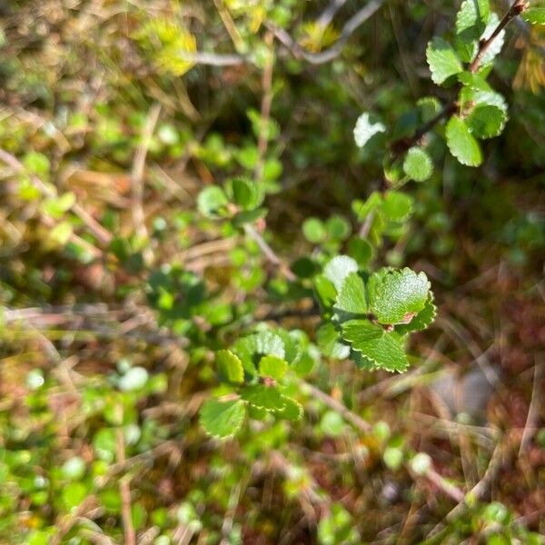 Betula nana Blatt