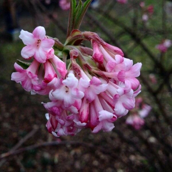 Viburnum farreri Flor