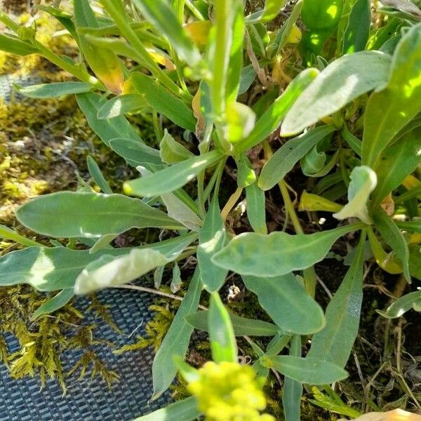 Aurinia saxatilis Leaf