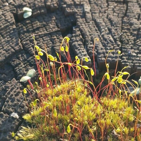 Saxifraga bryoides ফল