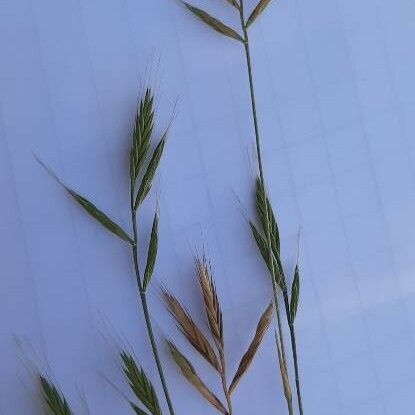 Brachypodium distachyon Flower