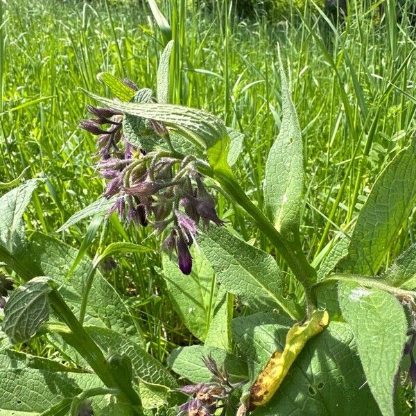 Symphytum officinale Blomst