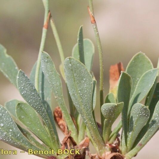 Limonium legrandii Drugo