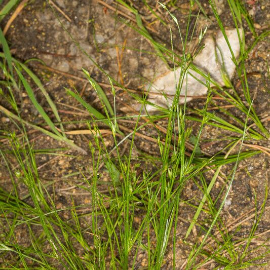 Juncus bufonius 葉