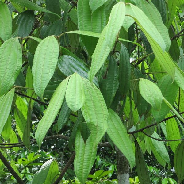 Cinnamomum javanicum Φύλλο
