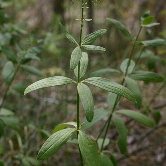 Galium rubioides Egyéb