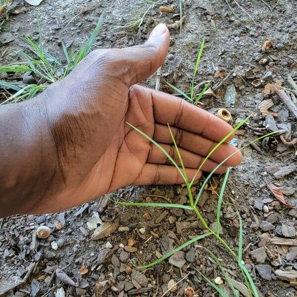 Panicum repens Fulla