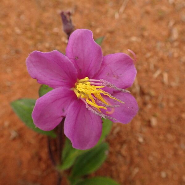 Dupineta brazzae Flor