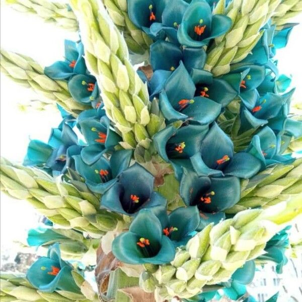 Puya alpestris Flors