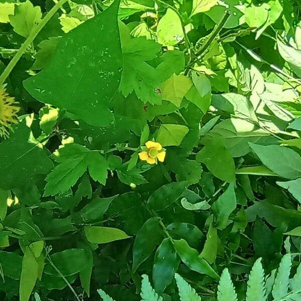 Geum japonicum Blüte