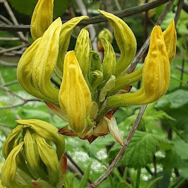 Rhododendron luteum Fiore