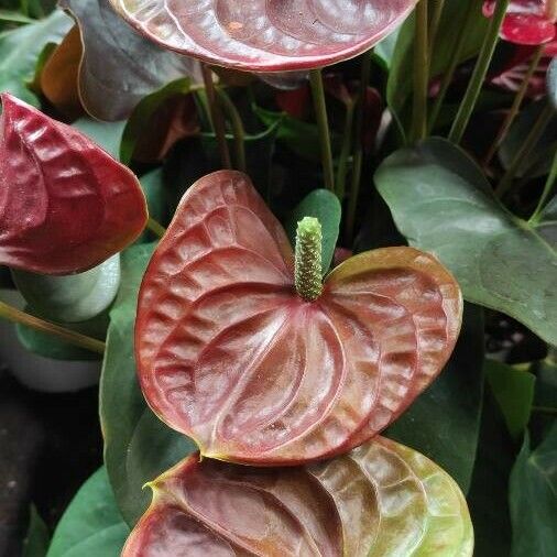 Anthurium andraeanum Flower