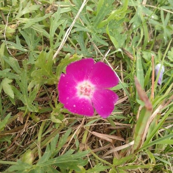 Callirhoe involucrata 花