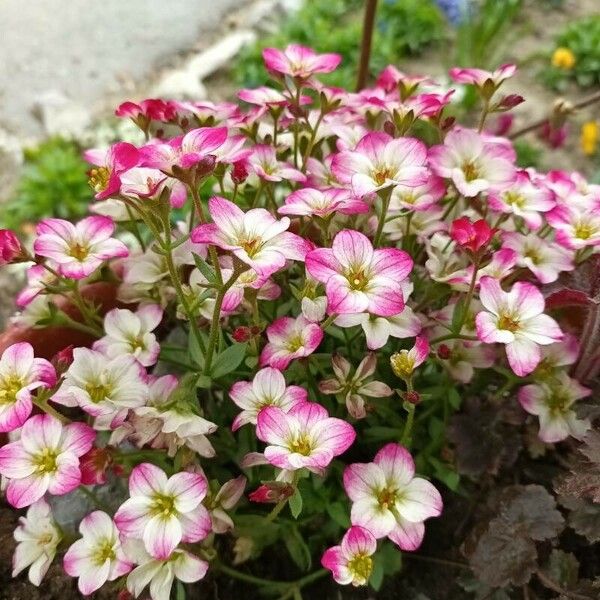 Saxifraga rosacea Blüte