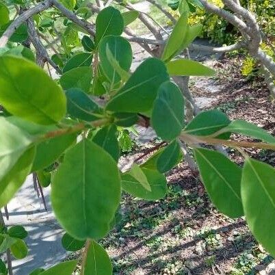 Exochorda racemosa 葉