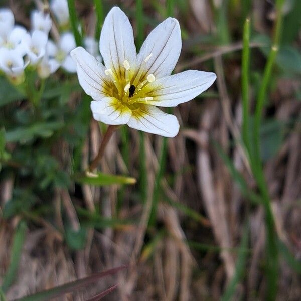 Gagea serotina Cvet