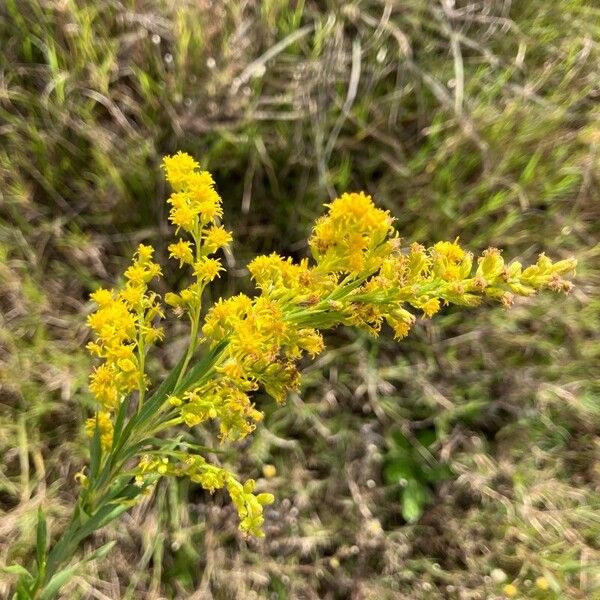 Solidago chilensis പുഷ്പം