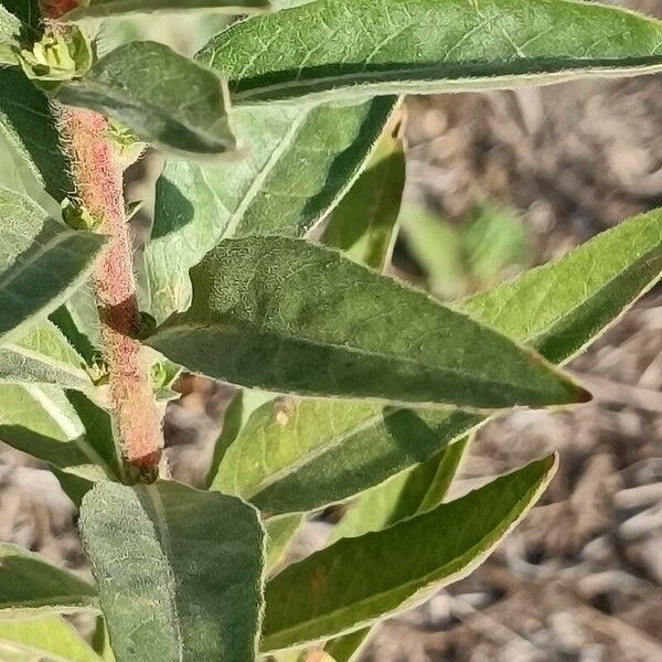 Oenothera stricta List