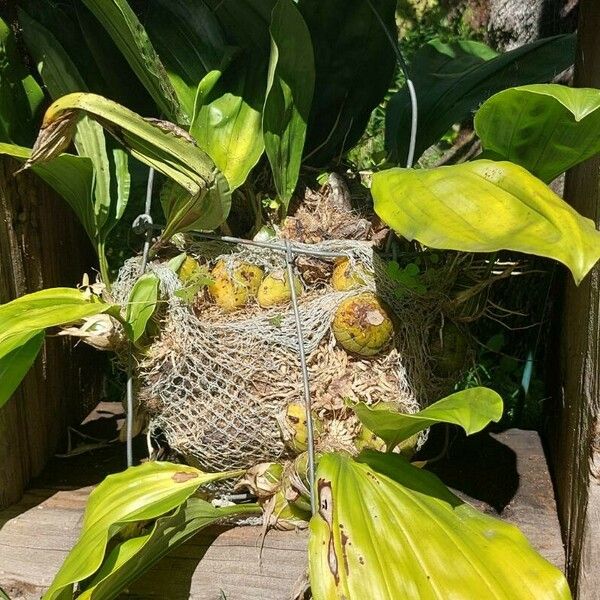 Stanhopea wardii Fulla