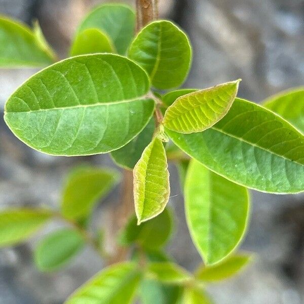 Psidium guajava Ліст