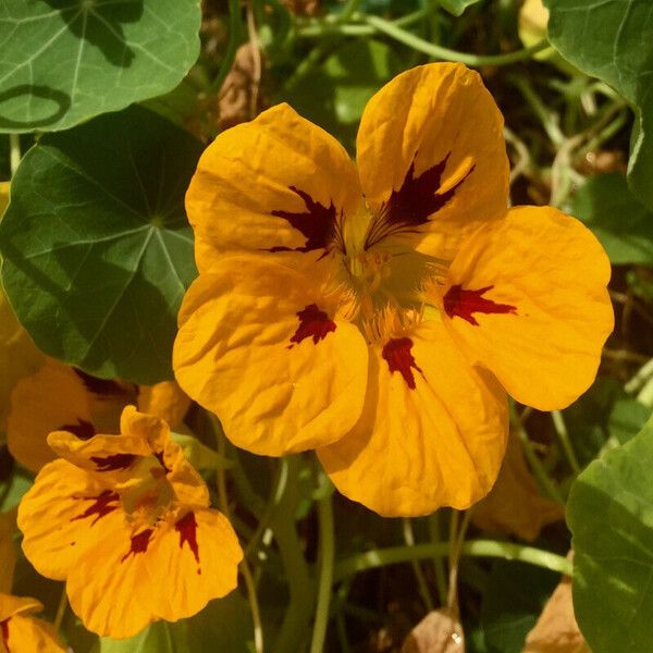 Tropaeolum majus Blodyn