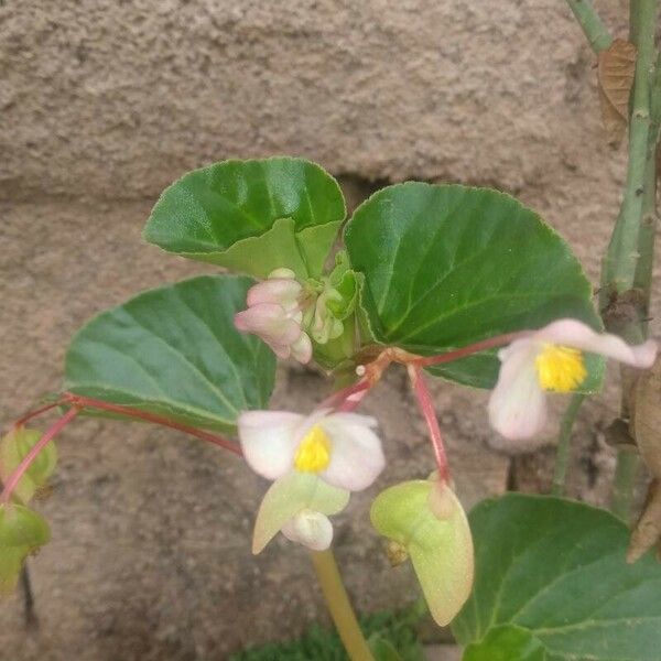 Begonia hirtella Flors