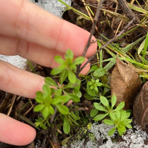 Galium triflorum Blad