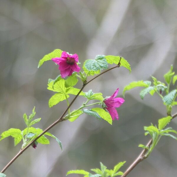 Rubus spectabilis Fiore