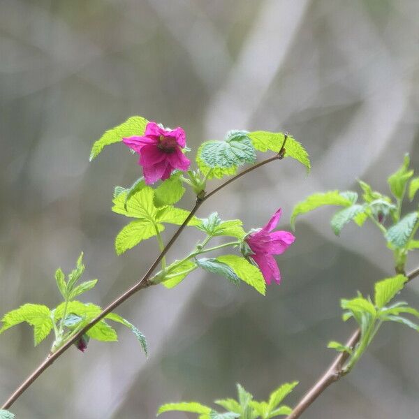 Rubus spectabilis Blüte