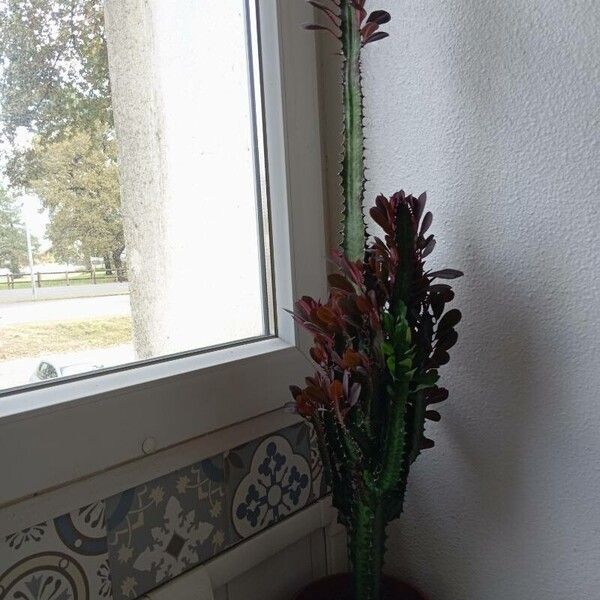 Euphorbia trigona Leaf