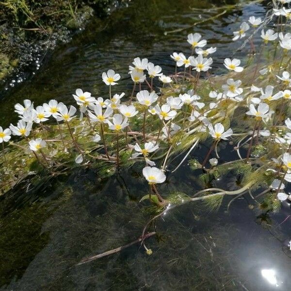 Ranunculus fluitans 花